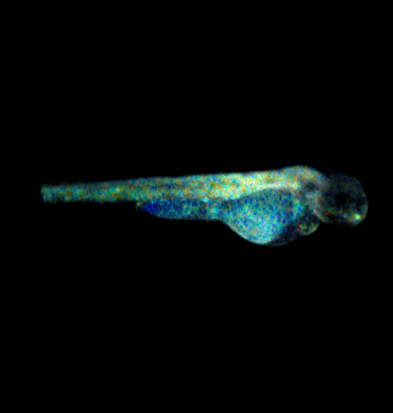 Blue green fluorescence