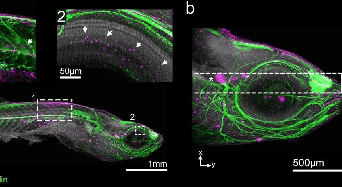 Zebrafish